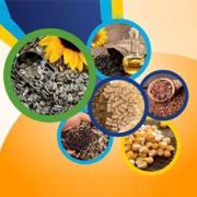Apollo Ingredients Limite